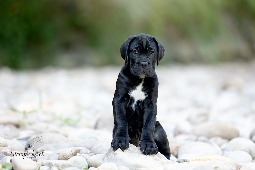 Des Terres De La Drome - Cane Corso - Portée née le 10/05/2025