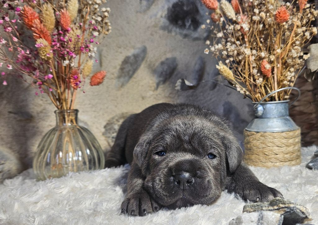 Des Terres De La Drome - Chiots disponibles - Cane Corso