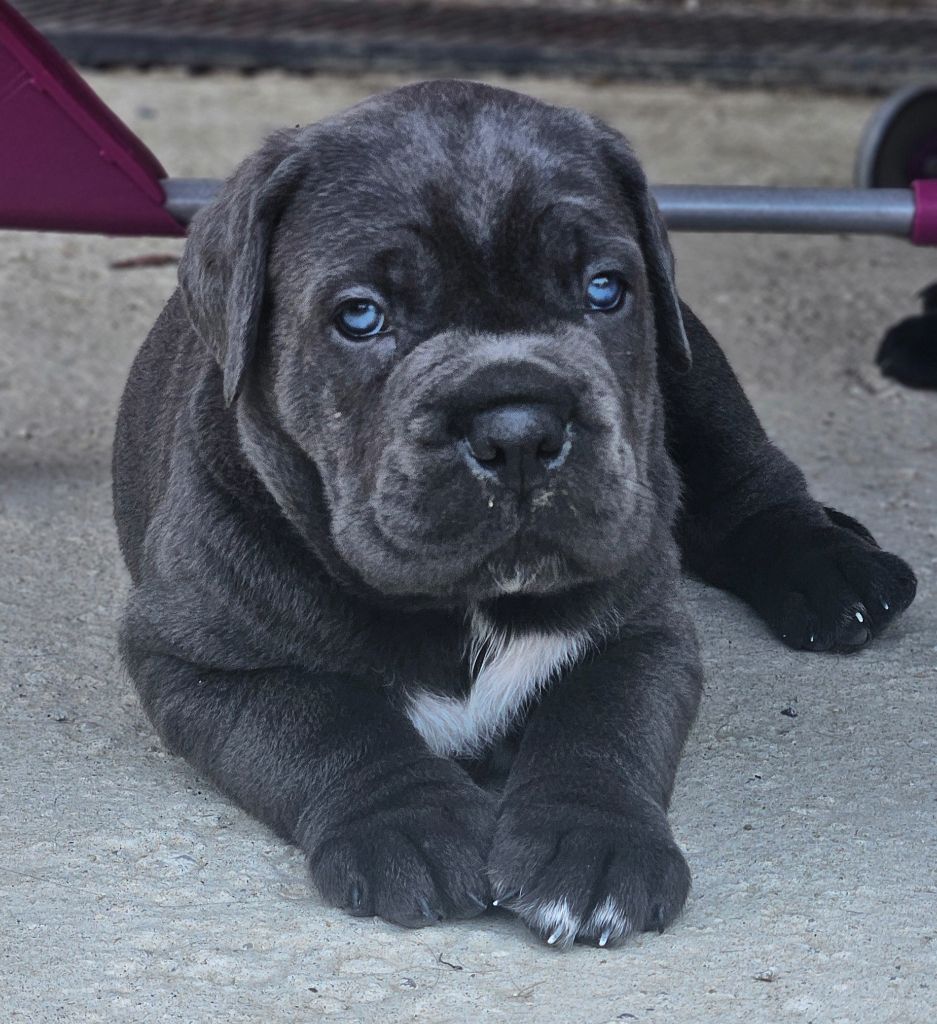Des Terres De La Drome - Chiots disponibles - Cane Corso